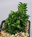 Нажмите на изображение для увеличения.

Название:	Haworthia_viscosa_IMG_1844.jpg
Просмотров:	170
Размер:	83.8 Кб
ID:	310727