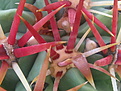 Нажмите на изображение для увеличения.

Название:	Ferocactuslatispinus.jpg
Просмотров:	308
Размер:	153.0 Кб
ID:	310729