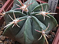 Нажмите на изображение для увеличения.

Название:	Ferocactusmacrodiscus.jpg
Просмотров:	334
Размер:	164.3 Кб
ID:	310731
