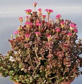 Нажмите на изображение для увеличения.

Название:	Kalanchoe_blossfeldiana_cv_Tetravulcan_IMG_2070.jpg
Просмотров:	291
Размер:	166.1 Кб
ID:	310765