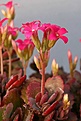 Нажмите на изображение для увеличения.

Название:	Kalanchoe_blossfeldiana_cv_Tetravulcan_IMG_2072.jpg
Просмотров:	279
Размер:	53.5 Кб
ID:	310766
