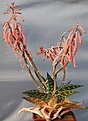 Нажмите на изображение для увеличения.

Название:	Aloe_variegata_IMG_2080.jpg
Просмотров:	228
Размер:	91.6 Кб
ID:	310767