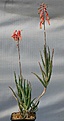 Нажмите на изображение для увеличения.

Название:	Aloe_isaloensis_IMG_2087.jpg
Просмотров:	234
Размер:	55.5 Кб
ID:	310768