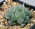 Нажмите на изображение для увеличения.

Название:	Haworthia_venusta_GM292_IMG_2338.jpg
Просмотров:	144
Размер:	140.8 Кб
ID:	310782