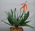 Нажмите на изображение для увеличения.

Название:	Aloe_plicatilis_IMG_2343.jpg
Просмотров:	252
Размер:	77.6 Кб
ID:	310785