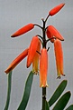 Нажмите на изображение для увеличения.

Название:	Aloe_plicatilis_IMG_2348.jpg
Просмотров:	242
Размер:	47.7 Кб
ID:	310786