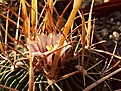 Нажмите на изображение для увеличения.

Название:	Stenocactus_sp003.jpg
Просмотров:	337
Размер:	244.9 Кб
ID:	310801