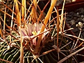 Нажмите на изображение для увеличения.

Название:	Stenocactus_sp003.jpg
Просмотров:	268
Размер:	244.9 Кб
ID:	310801