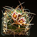 Нажмите на изображение для увеличения.

Название:	Stenocactus_sp.jpg
Просмотров:	325
Размер:	241.7 Кб
ID:	310802