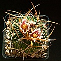 Нажмите на изображение для увеличения.

Название:	Stenocactus_sp.jpg
Просмотров:	259
Размер:	241.7 Кб
ID:	310802