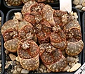 Нажмите на изображение для увеличения.

Название:	Lithops_bromfieldii_v_mennellii_IMG_2697.jpg
Просмотров:	417
Размер:	125.7 Кб
ID:	310809