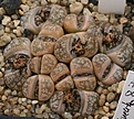 Нажмите на изображение для увеличения.

Название:	Lithops_gesinae_IMG_2707.jpg
Просмотров:	408
Размер:	97.1 Кб
ID:	310810