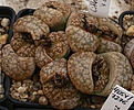 Нажмите на изображение для увеличения.

Название:	Lithops_gesinae_v_annae_C78_IMG_2708.jpg
Просмотров:	450
Размер:	95.4 Кб
ID:	310811