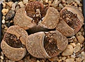 Нажмите на изображение для увеличения.

Название:	Lithops_aucampiae_C33_IMG_2698.jpg
Просмотров:	407
Размер:	89.7 Кб
ID:	310812