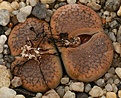 Нажмите на изображение для увеличения.

Название:	Lithops_aucampiae_v_koelemanii_C16_IMG_2699.jpg
Просмотров:	397
Размер:	105.0 Кб
ID:	310813