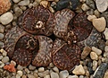 Нажмите на изображение для увеличения.

Название:	Lithops_bromfieldii_v_insularis_C42_IMG_2704.jpg
Просмотров:	380
Размер:	93.0 Кб
ID:	310814