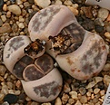 Нажмите на изображение для увеличения.

Название:	Lithops_dinteri_C206_IMG_2706.jpg
Просмотров:	409
Размер:	86.4 Кб
ID:	310815