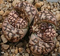 Нажмите на изображение для увеличения.

Название:	Lithops_dorotheae_IMG_2701.jpg
Просмотров:	401
Размер:	92.6 Кб
ID:	310817