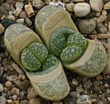 Нажмите на изображение для увеличения.

Название:	Lithops_helmutii_C271_IMG_2700.jpg
Просмотров:	444
Размер:	92.5 Кб
ID:	310818