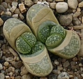 Нажмите на изображение для увеличения.

Название:	Lithops_helmutii_C271_IMG_2700.jpg
Просмотров:	409
Размер:	92.5 Кб
ID:	310818