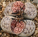 Нажмите на изображение для увеличения.

Название:	Lithops_karasmontana_IMG_2702.jpg
Просмотров:	408
Размер:	86.9 Кб
ID:	310819