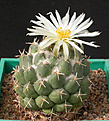 Нажмите на изображение для увеличения.

Название:	Coryphantha_maiz-tablasensis.jpg
Просмотров:	346
Размер:	111.1 Кб
ID:	310821