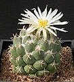 Нажмите на изображение для увеличения.

Название:	Coryphantha_maiz-tablasensis-bp.jpg
Просмотров:	349
Размер:	52.6 Кб
ID:	310822
