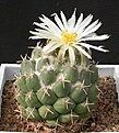 Нажмите на изображение для увеличения.

Название:	Coryphantha_maiz-tablasensis-wp.jpg
Просмотров:	324
Размер:	53.2 Кб
ID:	310824