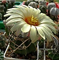 Нажмите на изображение для увеличения.

Название:	crassispinum1-crop.jpg
Просмотров:	329
Размер:	46.3 Кб
ID:	310830