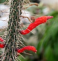Нажмите на изображение для увеличения.

Название:	Cleistocactus_baumannii_ssp_santacruzensis_IMG_1808.jpg
Просмотров:	341
Размер:	173.4 Кб
ID:	310831