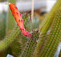 Нажмите на изображение для увеличения.

Название:	Cleistocactus_paraguariensis_HU697_IMG_2624.jpg
Просмотров:	335
Размер:	67.1 Кб
ID:	310832