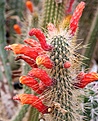Нажмите на изображение для увеличения.

Название:	Cleistocactus_sp_IMG_1823.jpg
Просмотров:	333
Размер:	138.4 Кб
ID:	310834