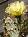Нажмите на изображение для увеличения.

Название:	Opuntia_dillenii_IMG_1436.jpg
Просмотров:	320
Размер:	91.0 Кб
ID:	310835