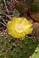 Нажмите на изображение для увеличения.

Название:	Opuntia_sulphurea_IMG_1705.jpg
Просмотров:	330
Размер:	90.3 Кб
ID:	310836