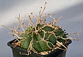 Нажмите на изображение для увеличения.

Название:	Euphorbia_valida_MG_IMG_2059.jpg
Просмотров:	382
Размер:	79.4 Кб
ID:	310841