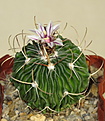 Нажмите на изображение для увеличения.

Название:	Stenocactus erectocentrus (19mo).jpg
Просмотров:	322
Размер:	218.9 Кб
ID:	310845