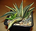Нажмите на изображение для увеличения.

Название:	Limifolia.JPG
Просмотров:	732
Размер:	83.3 Кб
ID:	310853