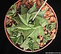 Нажмите на изображение для увеличения.

Название:	Haworthia_limifolia_stolonifera.jpg
Просмотров:	624
Размер:	45.8 Кб
ID:	310860