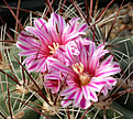 Нажмите на изображение для увеличения.

Название:	anthus_X_Ferofossulocactus.jpg
Просмотров:	337
Размер:	164.0 Кб
ID:	310870
