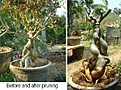 Нажмите на изображение для увеличения.

Название:	Before_afterpruning.jpg
Просмотров:	220
Размер:	61.3 Кб
ID:	310879