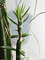 Нажмите на изображение для увеличения.

Название:	1_Opuntia_imbricata_SB99.jpg
Просмотров:	480
Размер:	40.9 Кб
ID:	310891
