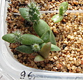 Нажмите на изображение для увеличения.

Название:	1_Opuntia_phaeacantha_DJF970.jpg
Просмотров:	486
Размер:	107.4 Кб
ID:	310893
