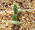 Нажмите на изображение для увеличения.

Название:	1_Opuntia_polyacantha.jpg
Просмотров:	452
Размер:	132.0 Кб
ID:	310895