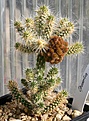 Нажмите на изображение для увеличения.

Название:	Opuntia_sp_IMG_2130.jpg
Просмотров:	864
Размер:	98.9 Кб
ID:	310902