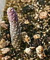 Нажмите на изображение для увеличения.

Название:	Maihueniopsis_mandragora_1seed_IMG_2243.jpg
Просмотров:	893
Размер:	80.1 Кб
ID:	310903