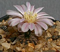 Нажмите на изображение для увеличения.

Название:	Gymnocalycium_bruchii_STO288_IMG_3122.jpg
Просмотров:	336
Размер:	79.1 Кб
ID:	310991
