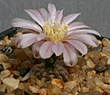 Нажмите на изображение для увеличения.

Название:	Gymnocalycium_bruchii_STO288_IMG_3122.jpg
Просмотров:	291
Размер:	79.1 Кб
ID:	310991