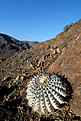 Нажмите на изображение для увеличения.

Название:	Copiapoa_cinerea3.jpg
Просмотров:	189
Размер:	125.2 Кб
ID:	310998