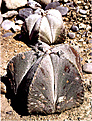 Нажмите на изображение для увеличения.

Название:	Astrophytum-myriostigma.jpg
Просмотров:	194
Размер:	150.0 Кб
ID:	311004