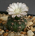 Нажмите на изображение для увеличения.

Название:	Gymnocalycium_andreae_STO394_IMG_3523.jpg
Просмотров:	350
Размер:	94.7 Кб
ID:	311020
